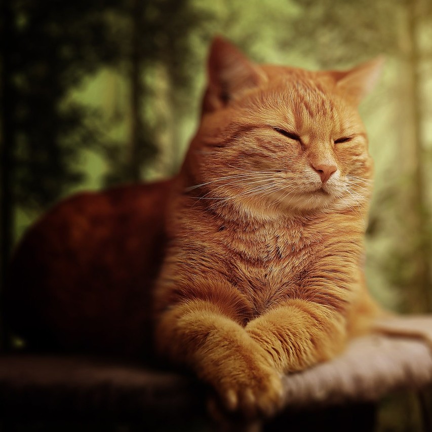 A Cute Kitty.